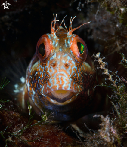 A Blenny