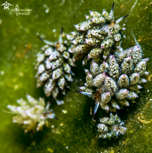 A Costasiella sp. | SeaSlug