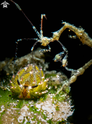 A Shawn the Sheep Nudi and Skeleton Shrimp