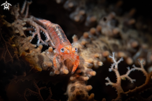 A Basket star shrimp