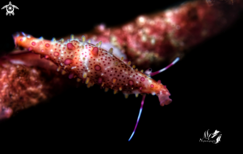 A Rosy spindle cowrie 