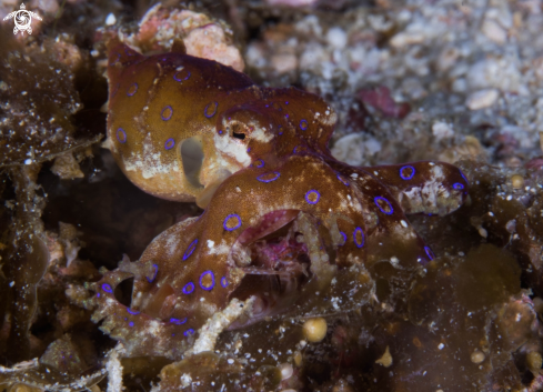 A Blue-ringed octopus 