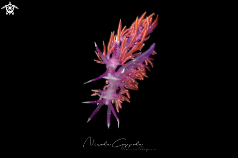 A Nudi