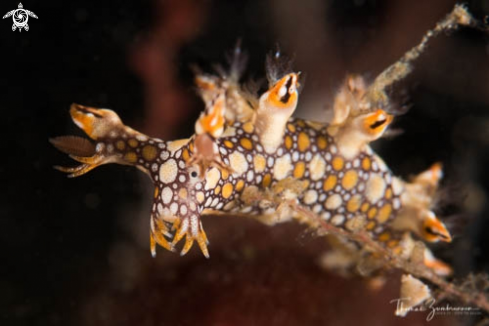 A Nudibranch 