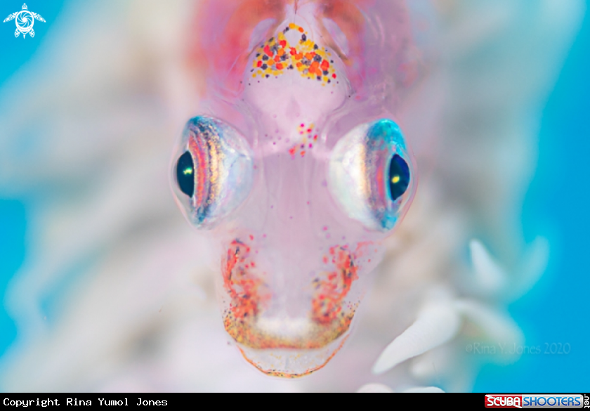 A Whipcoral goby 