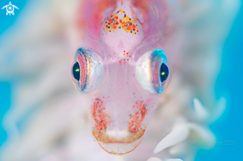 A Whipcoral goby 