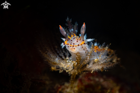 A Polycera abei | Polycera abei