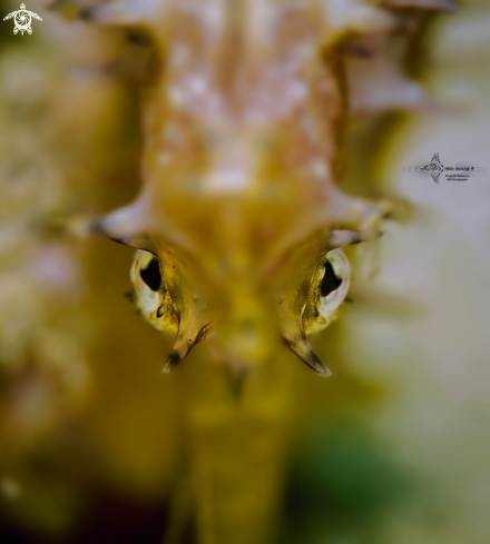 A Hippocampus histrix (Kaup, 1856)  | Seahorse