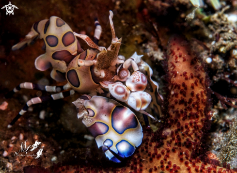 A Harlequin Shrimp 