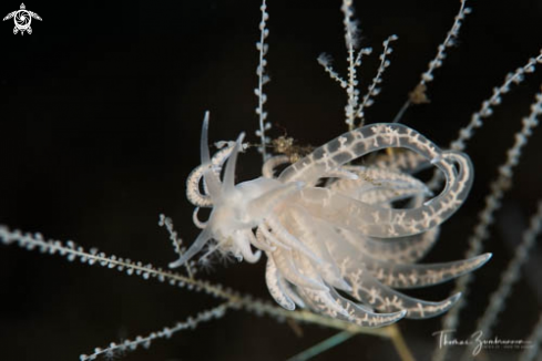 A Nudibranch 