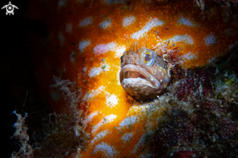 A Blenny fish