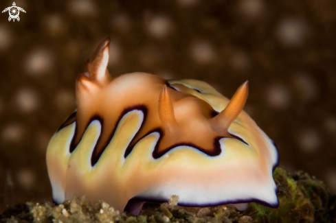 A Nudibranch