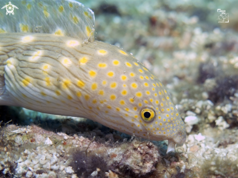 A Myrichthys breviceps | Sharptail Eel