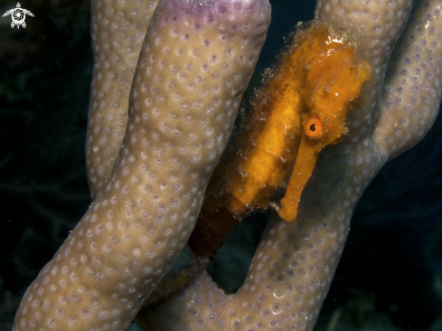 A Longsnout Seahorse