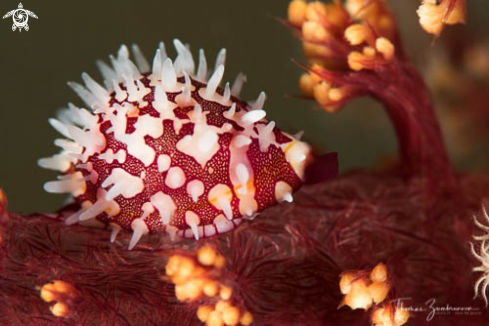 A Cowrie snail