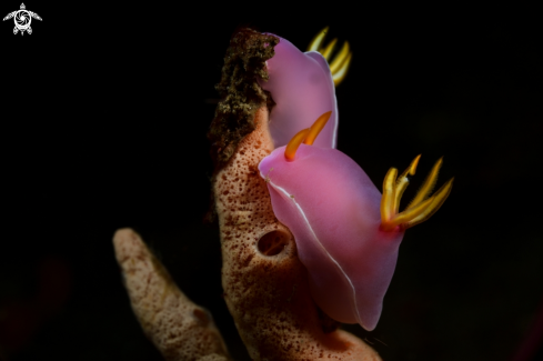 A Nudibranch