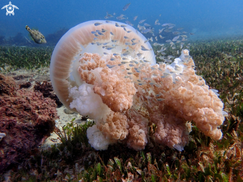 A Giant Ocean jellyfish