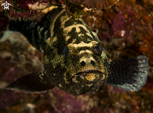 A Snout-spots Grouper 