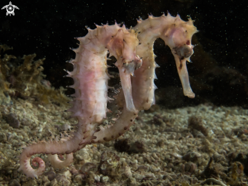 A Seahorse 