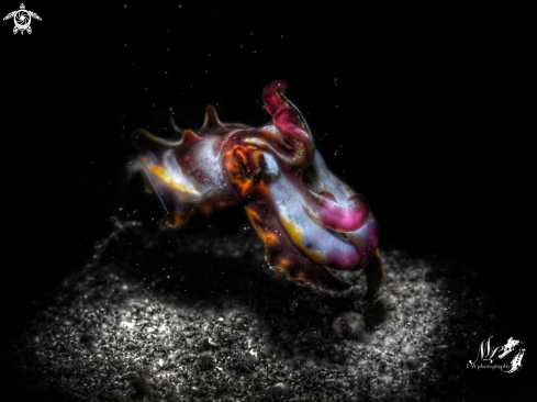 A Metasepia pfefferi | Flamboyant cuttlefish 