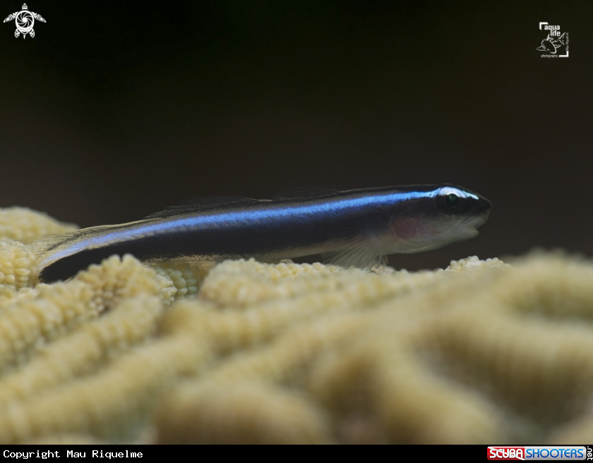 A Caribbean Neon Goby