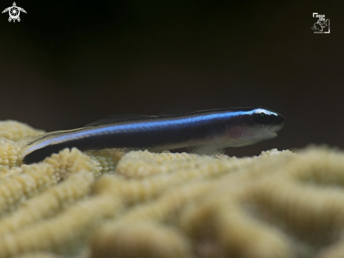 A Caribbean Neon Goby