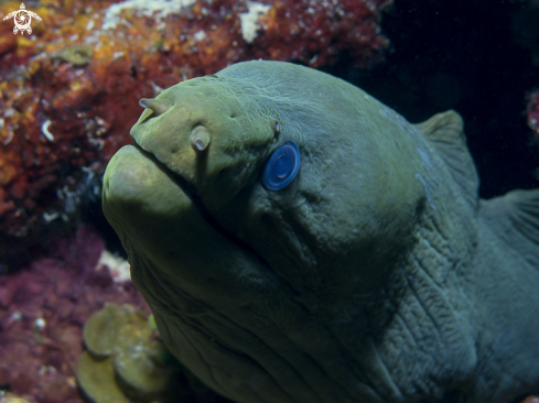 A Gymnothorax funebris | Green Moray