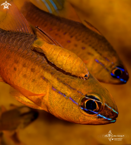 A Short Tooth Cardinalfish and Isopod Parasite.