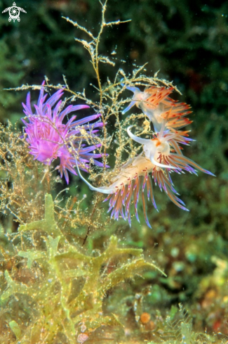 A nudibranch