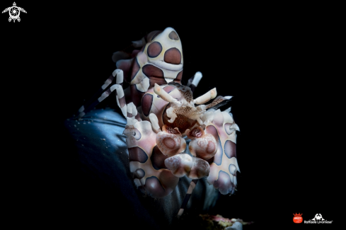 A Harlequin shrimp