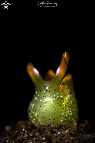 A Nudibranch