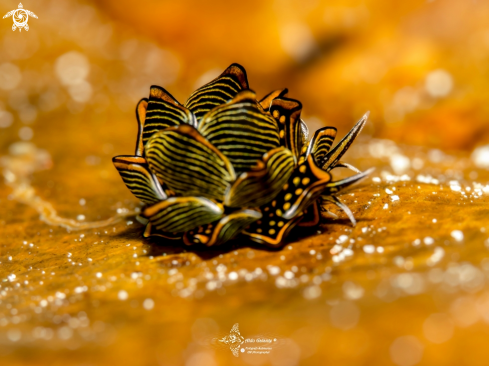 A Cyerce nigra (Bergh 1871)  | Tiger Butterfly Seaslug