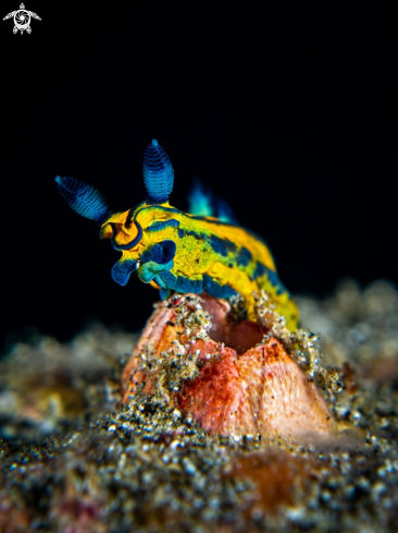 A Nudibranch