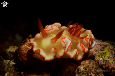 A Ardeadoris averni | Nudibranch