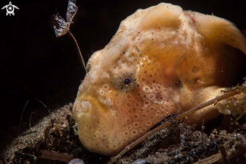 A Painted frogfish