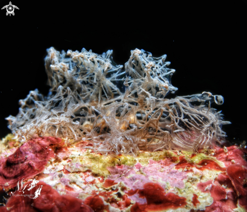 A Ghost nudibranch 