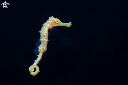 A Seahorse