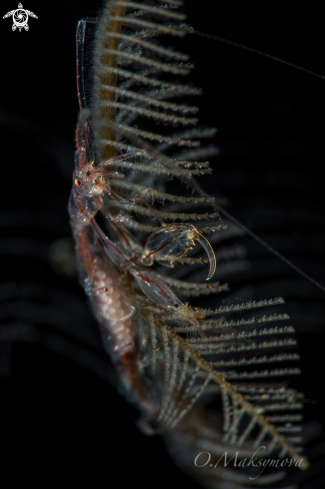 A  Red-Strip Skeleton shrimp (Protella similis) with eggs