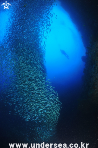 A underwater creature