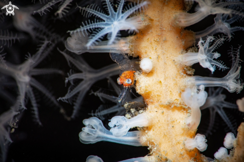 A Gorgonian Shrimp