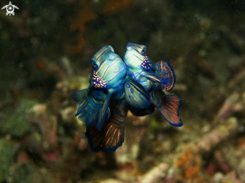 A Mandarin Fish