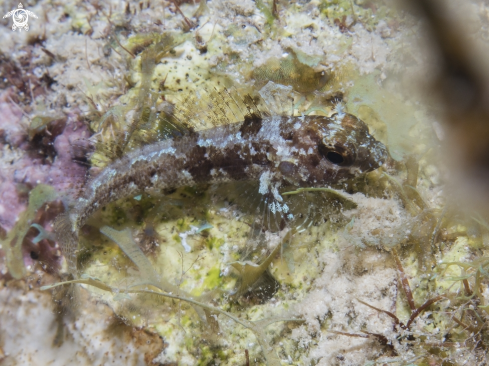 A Longfin Blenny