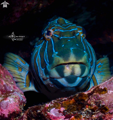 A Giant Hawkfish