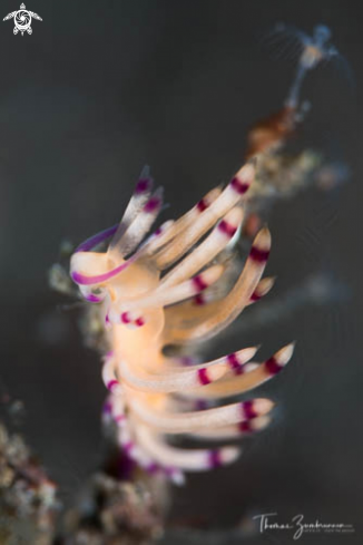 A Nudibranch 