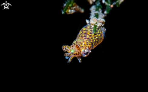 A Idiosepius notoides | Pygmy squid