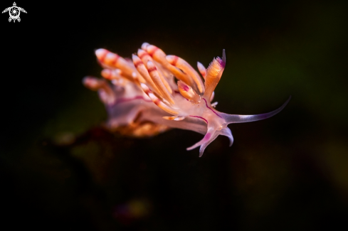 A Coryphellina rubrolineata | NUDIBRANCH