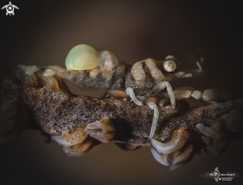 A  Anker's Whip Coral Shrimp and Isopod Parasite