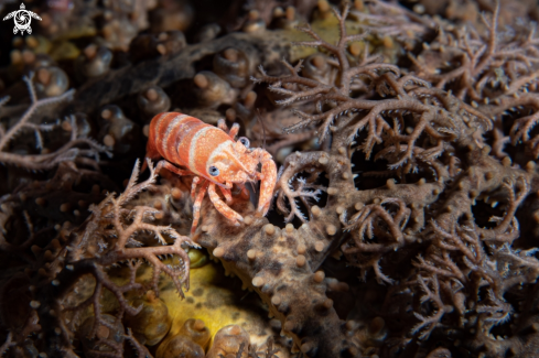 A Basket star shrimp