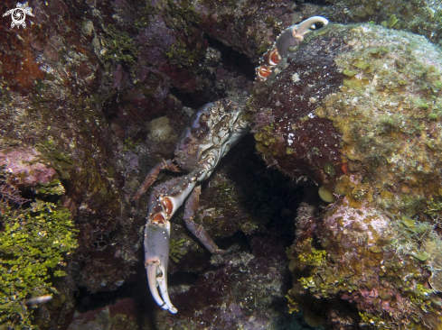 A Maguimithrax spinosissimus | Channel Clinging Crab