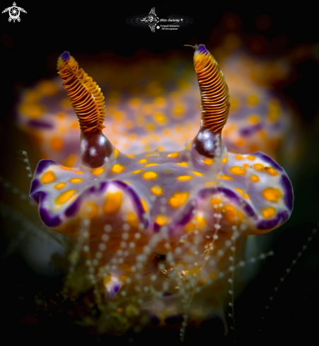 A Nudibranch